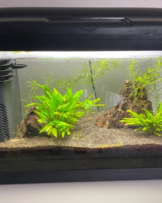 Acquario 40 litri