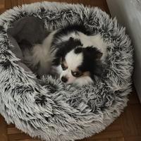 Chihuahuino tricolore