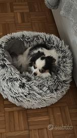 Chihuahuino tricolore