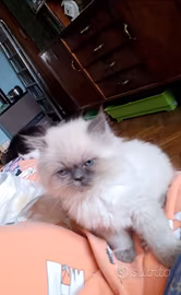 Gattini British Longhair