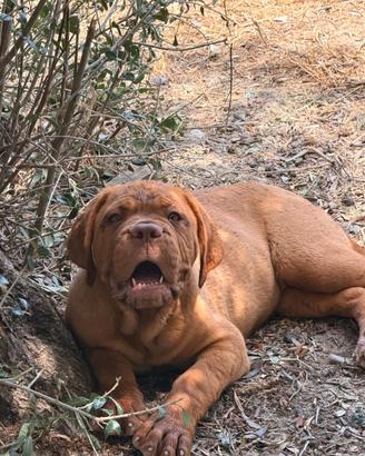 Dogue de bordeaux
