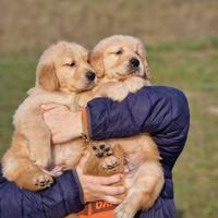 Golden Retriever Americani - Marina Lab
