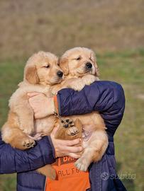 Golden Retriever Americani - Marina Lab