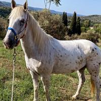 Cavalla appaloosa