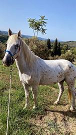 Cavalla appaloosa