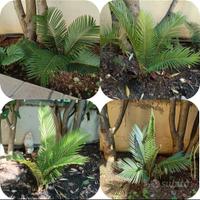 Cycas revoluta sud Italia 