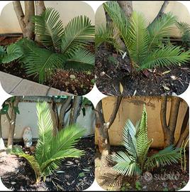 Cycas revoluta sud Italia 