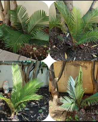 Cycas revoluta sud Italia 