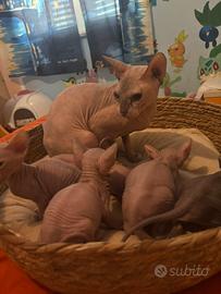 Sphynx cuccioli maschi