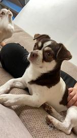 Chihuahua russo per monta