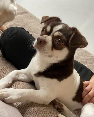 Chihuahua russo per monta