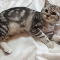 Gattina British Shorthair
