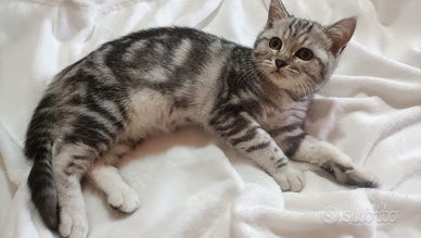 Gattina British Shorthair