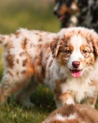 Australian Shepherd