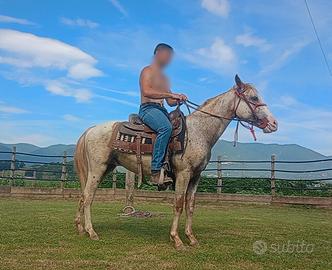 cavallo appaloosa