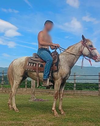 cavallo appaloosa
