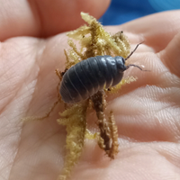 Armadillidium vulgare