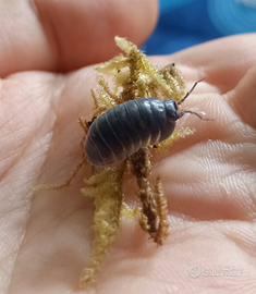 Armadillidium vulgare