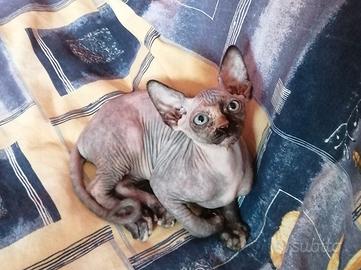 Cuccioli di Canadian Sphynx