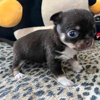 Chihuahua femmina cioccolato pelo raso