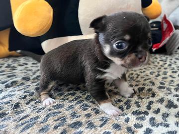 Chihuahua femmina cioccolato pelo raso