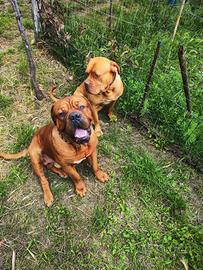 coppia di dogo de bordeaux 