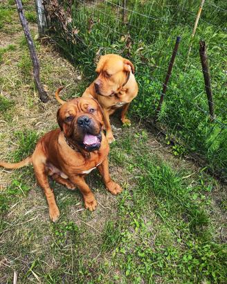 coppia di dogo de bordeaux 