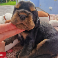 Cocker spaniel inglese