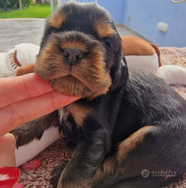 Cocker spaniel inglese