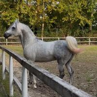 Purosangue arabo Psa