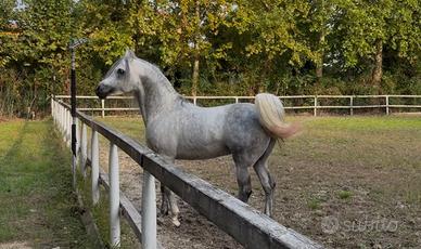 Purosangue arabo Psa