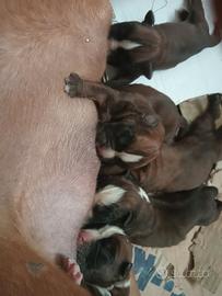 cuccioli di boxer 