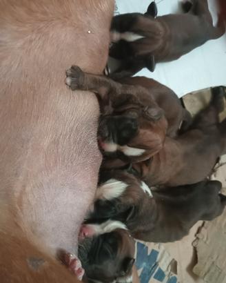 cuccioli di boxer 