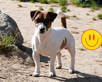 Jack russell maschio per accoppiamento
