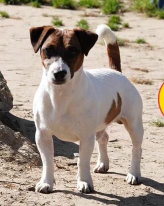 Jack russell maschio per accoppiamento