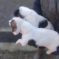 Cuccioli di jack russell