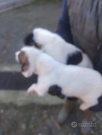 Cuccioli di jack russell