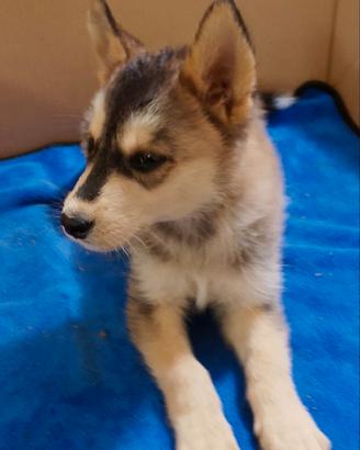 Husky