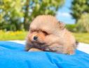 cucciolo-pomerania-fulvo-di-2-mesi