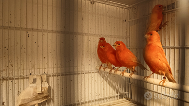 Canarini rossi novelli