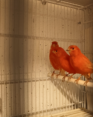 Canarini rossi novelli