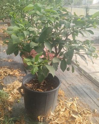 piante di limoni