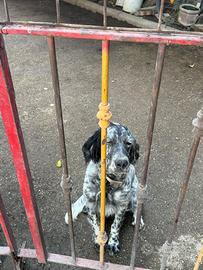 Cucciola di setter inglese 6mesi
