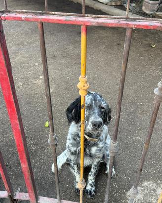 Cucciola di setter inglese 6mesi