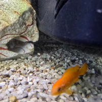 Pseudotropheus (Chidongo) saulosi "coral reef"