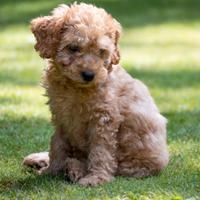 Maltipoo Cuccioli