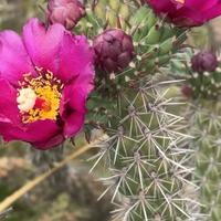Cylindropuntia imbricata cactus pianta grassa