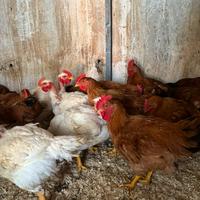 Polli bianchi e rossi