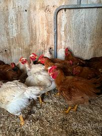 Polli bianchi e rossi