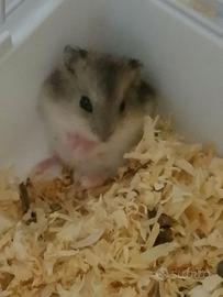 Criceto nano